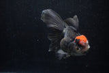 Thai Oranda  Tricolor 5 Inch (ID#1206To6b-109)