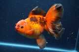 Thai Oranda Red Black 6 Inch (ID#411T7b-85)