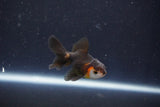 Baby Thai Oranda  Tricolor 2.5 Inch (ID#1022ToPTD-12) Free2Day SHIPPING