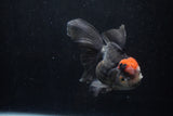 Thai Oranda  Tricolor 5 Inch (ID#1206To6b-109)