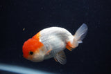 Juvenile Lionchu  Red White 3.5 Inch (ID#0103R11a-13) Free2Day SHIPPING