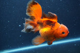 Thai Oranda Red Black 6 Inch (ID#411T7b-85)