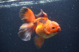 Thai Oranda Red Black 6 Inch (ID#411T7b-85)