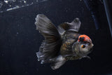 Thai Oranda  Tricolor 5 Inch (ID#1206To6b-109)