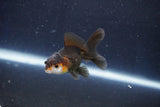 Baby Thai Oranda  Tricolor 2.5 Inch (ID#1022ToPTD-12) Free2Day SHIPPING