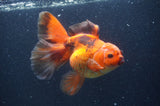 Thai Oranda Red Black 6 Inch (ID#411T7b-85)