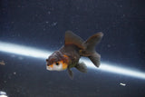 Baby Thai Oranda  Tricolor 2.5 Inch (ID#1022ToPTD-12) Free2Day SHIPPING