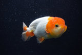 Juvenile Lionchu  Red White 4 Inch (ID#0103R11a-14) Free2Day SHIPPING