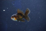 Baby Thai Oranda  Tricolor 2.5 Inch (ID#1022ToPTD-12) Free2Day SHIPPING