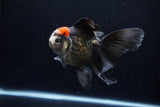 Thai Oranda  Tricolor 5 Inch (ID#1206To6b-109)