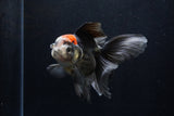 Thai Oranda  Tricolor 5 Inch (ID#1206To6b-109)