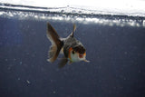 Baby Thai Oranda  Tricolor 2.5 Inch (ID#1022ToPTD-12) Free2Day SHIPPING