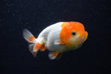 Juvenile Lionchu  Red White 4 Inch (ID#0103R11a-14) Free2Day SHIPPING