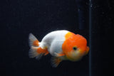 Juvenile Lionchu  Red White 4 Inch (ID#0103R11a-14) Free2Day SHIPPING