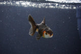 Baby Thai Oranda  Tricolor 2.5 Inch (ID#1022ToPTD-12) Free2Day SHIPPING