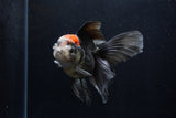 Thai Oranda  Tricolor 5 Inch (ID#1206To6b-109)