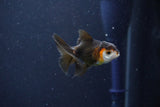 Baby Thai Oranda  Tricolor 2.5 Inch (ID#1022ToPTD-12) Free2Day SHIPPING