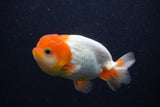 Juvenile Lionchu  Red White 4 Inch (ID#0103R11a-14) Free2Day SHIPPING