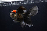 Thai Oranda  Tricolor 5 Inch (ID#1206To6b-109)