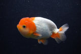 Juvenile Lionchu  Red White 4 Inch (ID#0103R11a-14) Free2Day SHIPPING