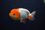 Juvenile Lionchu  Red White 4 Inch (ID#0103R11a-14) Free2Day SHIPPING