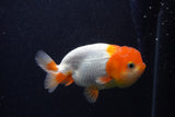 Juvenile Lionchu  Red White 4 Inch (ID#0103R11a-14) Free2Day SHIPPING