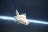 Baby Thai Oranda  White 2 Inch (ID#1022ToPTD-13) Free2Day SHIPPING