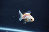 Baby Thai Oranda  White 2 Inch (ID#1022ToPTD-13) Free2Day SHIPPING