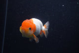 Juvenile Lionchu  Red White 4 Inch (ID#0103R11a-14) Free2Day SHIPPING