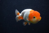 Juvenile Lionchu  Red White 4 Inch (ID#0103R11a-14) Free2Day SHIPPING