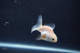 Baby Thai Oranda  White 2 Inch (ID#1022ToPTD-13) Free2Day SHIPPING