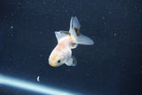 Baby Thai Oranda  White 2 Inch (ID#1022ToPTD-13) Free2Day SHIPPING