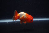 Juvenile Lionchu  Red White 3.5 Inch (ID#0103R11a-15) Free2Day SHIPPING