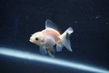 Baby Thai Oranda  White 2 Inch (ID#1022ToPTD-13) Free2Day SHIPPING