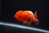 Juvenile Lionchu  Red White 3.5 Inch (ID#0103R11a-15) Free2Day SHIPPING