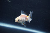 Baby Thai Oranda  White 2 Inch (ID#1022ToPTD-13) Free2Day SHIPPING