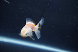 Baby Thai Oranda  White 2 Inch (ID#1022ToPTD-13) Free2Day SHIPPING