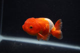 Juvenile Lionchu  Red White 3.5 Inch (ID#0103R11a-15) Free2Day SHIPPING