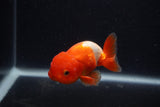 Juvenile Lionchu  Red White 3.5 Inch (ID#0103R11a-15) Free2Day SHIPPING