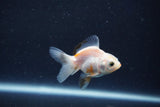 Baby Thai Oranda  White 2 Inch (ID#1022ToPTD-13) Free2Day SHIPPING