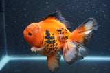 Thai Oranda  Tricolor 5.5 Inch (ID#415T7b-83)