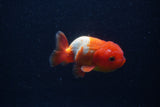 Juvenile Lionchu  Red White 3.5 Inch (ID#0103R11a-15) Free2Day SHIPPING