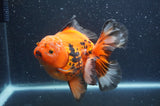 Thai Oranda  Tricolor 5.5 Inch (ID#415T7b-83)