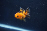 Baby Thai Oranda  Red Black 2 Inch (ID#1022ToPTD-14) Free2Day SHIPPING