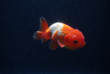 Juvenile Lionchu  Red White 3.5 Inch (ID#0103R11a-15) Free2Day SHIPPING