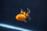 Baby Thai Oranda  Red Black 2 Inch (ID#1022ToPTD-14) Free2Day SHIPPING