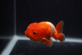 Juvenile Lionchu  Red White 3.5 Inch (ID#0103R11a-15) Free2Day SHIPPING