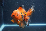 Thai Oranda  Tricolor 5.5 Inch (ID#415T7b-83)