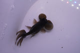 Bubble Eye  Black 4 Inch (ID#311Be12c-78) Free2Day SHIPPING