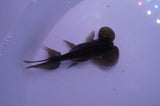 Bubble Eye  Black 4 Inch (ID#311Be12c-78) Free2Day SHIPPING